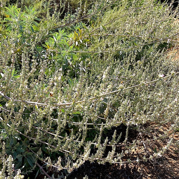 White Sage Stick Organic Dried Floral Hand Crafted Home Decor 8” Sachet New - Picture 8 of 17